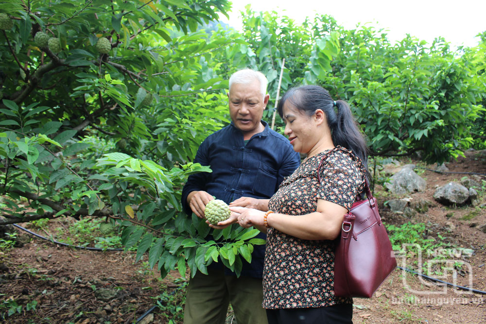 Phương pháp thâm canh na rải vụ đã giúp người trồng na ở xã Phú Thượng (Võ Nhai) chủ động thời gian thu hoạch, đảm bao năng suất, cải thiện thu nhập.