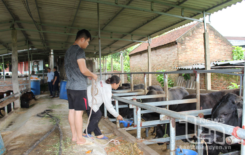 Thành viên Hợp tác xã Chăn nuôi bò và Dịch vụ sản xuất nông nghiệp xã Nga My (Phú Bình) chăm sóc đàn bò 3B.