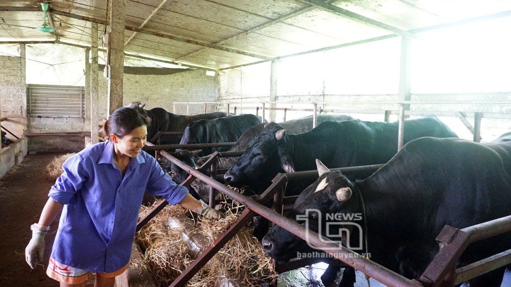 Gia đình chị Nguyễn Thị Nhung, ở xóm Bình Ca, xã Minh Lập (Đồng Hỷ) đang tập trung chăm sóc, vỗ béo đàn bò để bán vào dịp cuối năm.