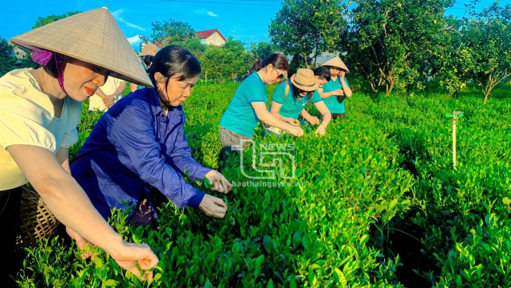 Đến với hồ Ghènh Chè, du khách sẽ được ghé thăm đồi chè hữu cơ của Hợp tác xã Trà Cao Sơn, ở xóm Khe Lim, xã Bình Sơn.