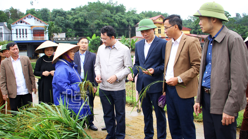 Lãnh đạo huyện Phú Lương thăm vùng lúa nếp vải của địa phương.