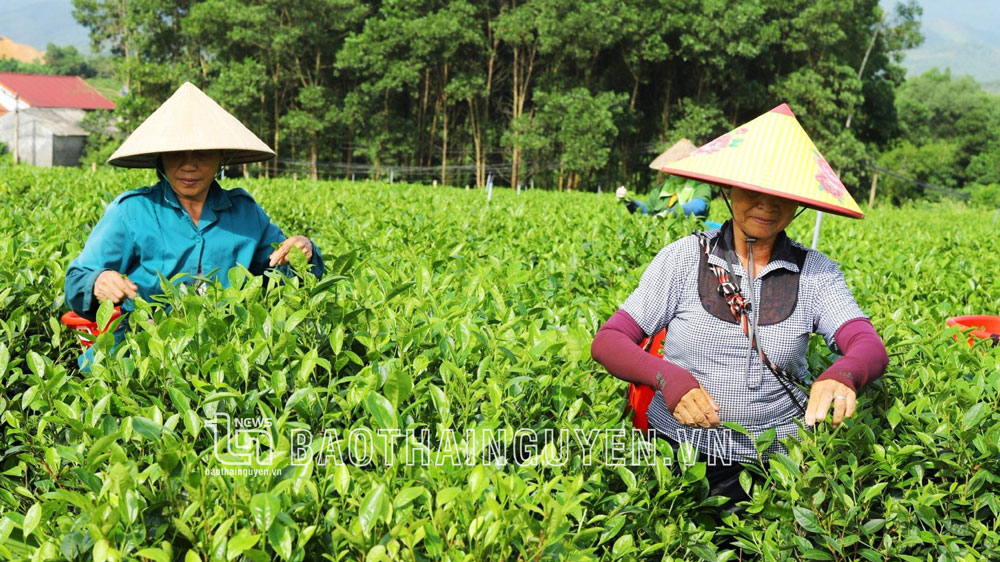 Thành viên Tổ hợp tác sản xuất chè VietGAP xóm Lầy 5, xã Minh Đức (TP. Phổ Yên) thu hái chè. Ảnh: T.L