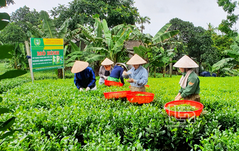 TP. Thái Nguyên phấn đấu đến năm 2025, mức thu nhập từ trồng chè đạt trên 1 tỷ đồng/ha.