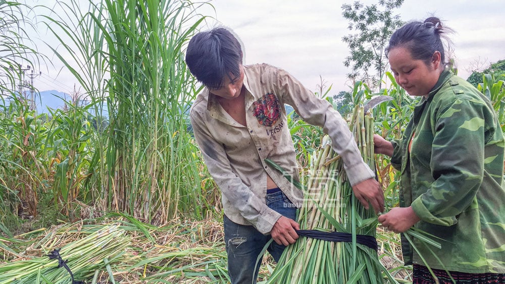 Người dân tộc Mông xóm Đồng Dong, xã Phương Giao tập trung phát triển chăn nuôi, phát triển kinh tế