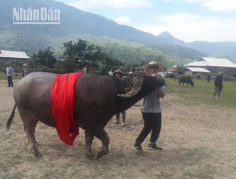 Hoàng tử trâu sẽ được cuốn khăn đỏ lên người rồi được chủ dắt đi quanh khu vực sân vận động Mường Chiến 2, nơi diễn ra cuộc thi.