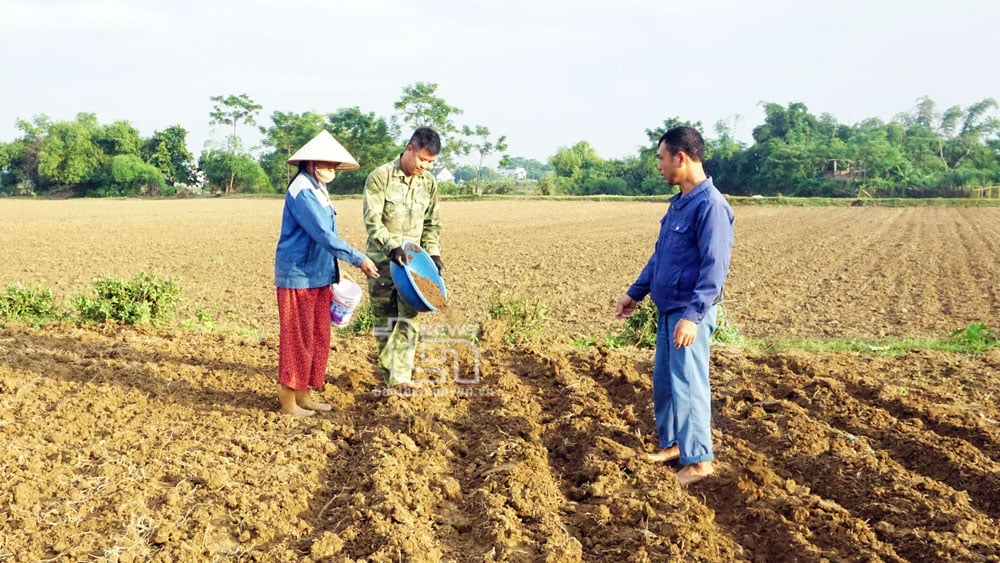 Người dân phường Hương Sơn (TP. Thái Nguyên) trồng ngô vụ đông trên đất soi bãi.