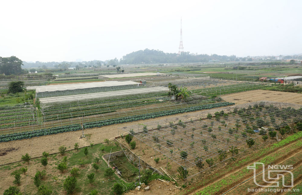 Một cánh đồng rau, hoa tại xã Huống Thượng.