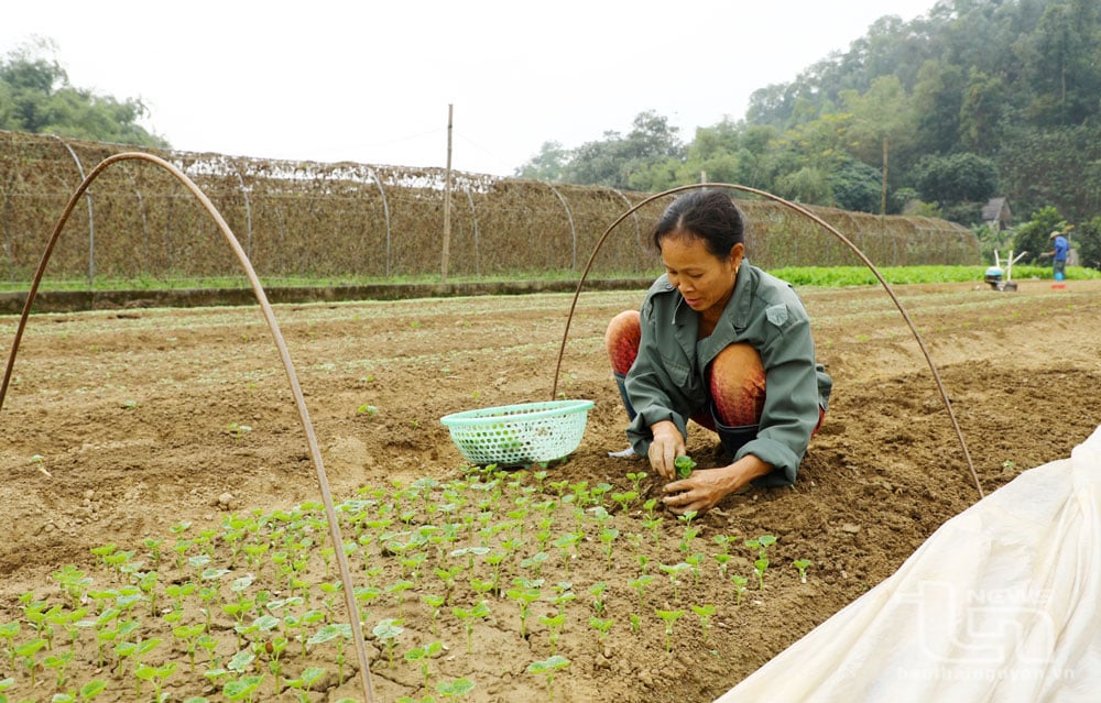 Ngay sau khi thu hoạch bắp cải, gia đình bà Phạm Thị Luyến ở phường Túc Duyên xuống giống cây mướp đắng, dự kiến tháng Giêng cho thu hoạch.

Theo đánh giá của cơ quan chuyên môn TP. Thái Nguyên, năm nay thời tiết khá thuận lợi nên các loại rau, hoa phát triển tốt.