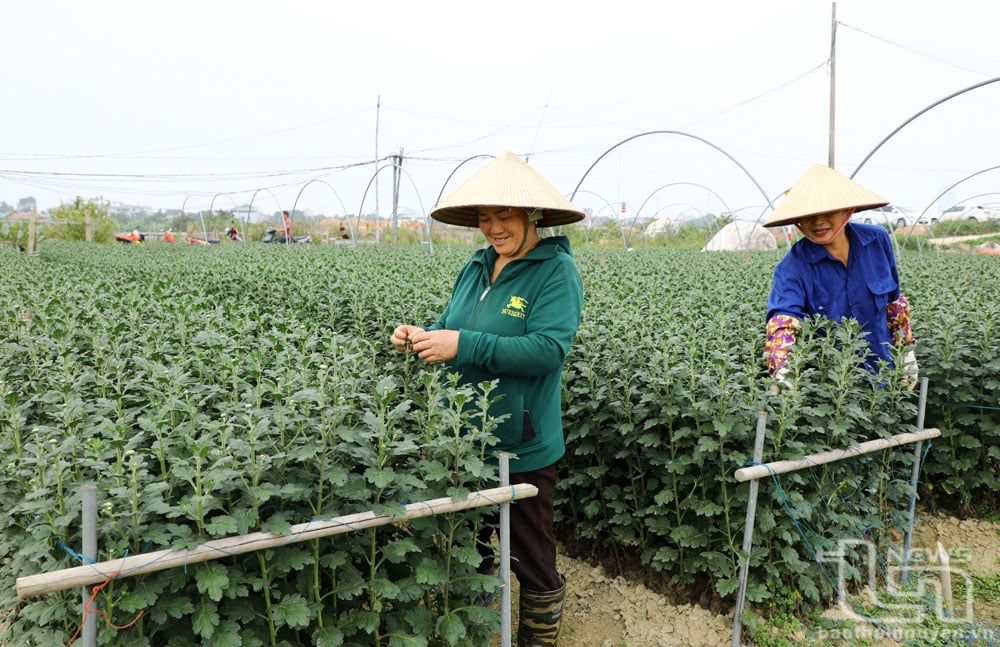  Người dân bấm tỉa nụ, chăm sóc cây hoa cúc.