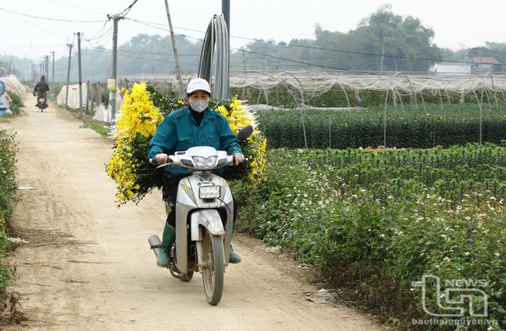 Một số diện tích trồng hoa cúc đã cho thu hoạch từ đầu tháng Chạp.