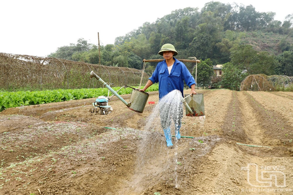 Nhiều hộ cũng bắt đầu xuống giống một số loại rau ngắn ngày, như: cải canh, xà lách cùng nhiều loại rau khác.