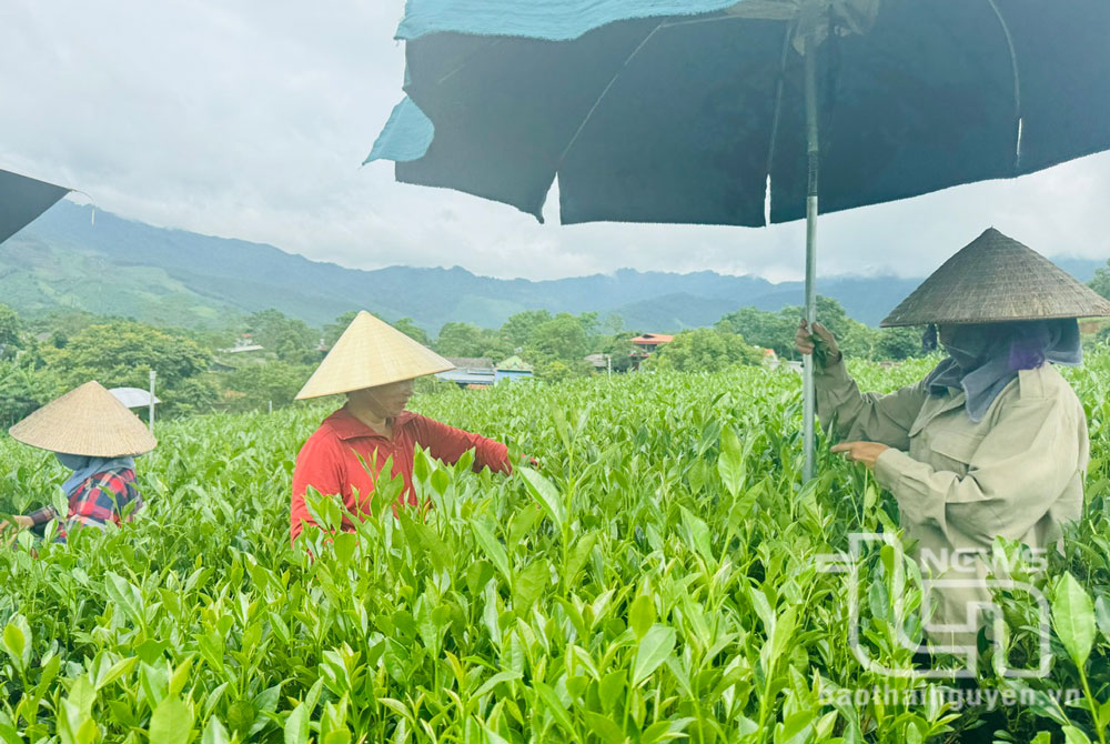 Người dân xóm Hòa Tiến 2, xã Minh Tiến thu hái chè.