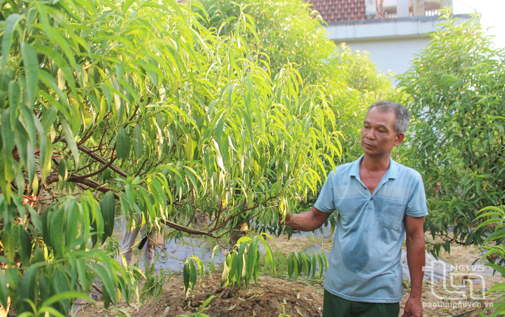 Với những cây đào có hy vọng sống sót, người dân đang tập trung chăm sóc.