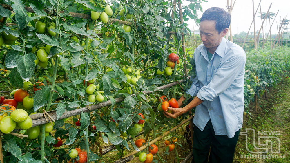 Mô hình sản xuất cà chua an toàn ở tổ dân phố Nhị Hòa, phường Đồng Bẩm (TP. Thái Nguyên).