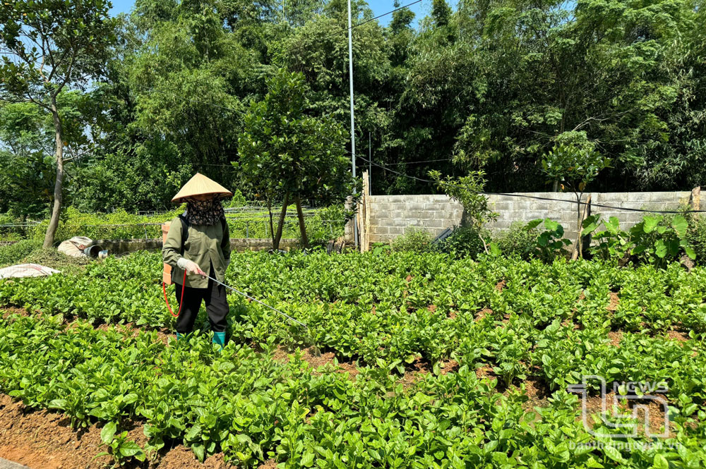 Người dân xóm Bến Đò, xã Linh Sơn (TP. Thái Nguyên) phun thuốc bảo vệ thực vật, phòng chống cây bị thối rữa sau lũ.