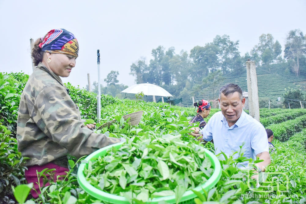 Xóm Khe Cốc, xã Tức Tranh (Phú Lương) là vùng chè hữu cơ đầu tiên và hiện có diện tích chè hữu cơ, chè trung du lớn nhất tỉnh.