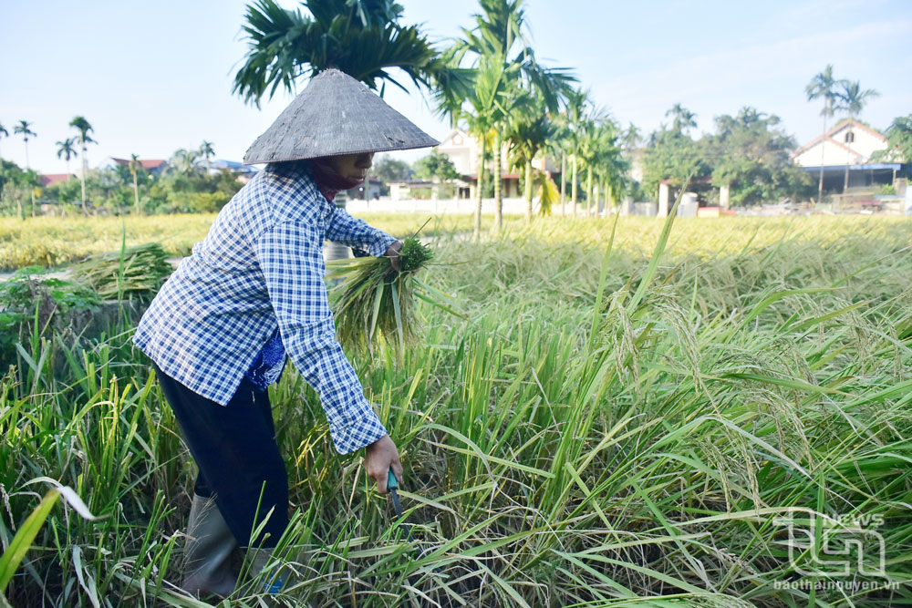 Bà Nguyễn Thị Hợp, ở tổ 8, phường Quang Vinh (TP. Thái Nguyên) tranh thủ thu hoạch những bông lúa còn hạt và chuẩn bị làm đất trồng ngô, rau vụ đông.