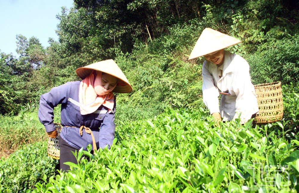 0,7ha chè của gia đình chị Nguyễn Hồng Nguyệt (bên phải), ở xóm Phả Lý, xã Văn Hán (Đồng Hỷ), đã được cấp chứng nhận VietGAP.