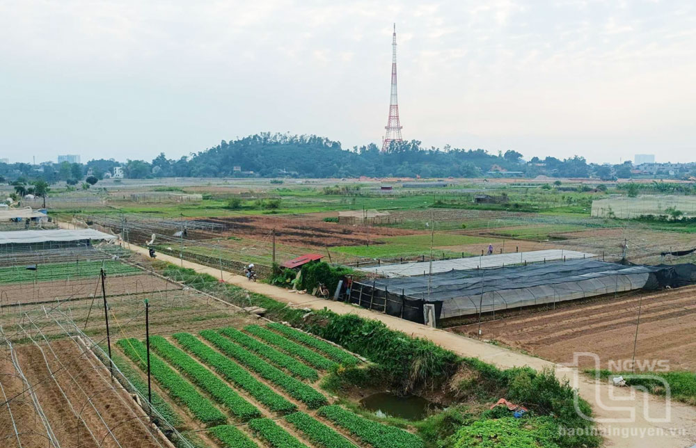 Màu xanh dần trở lại nơi vựa rau Túc Duyên.