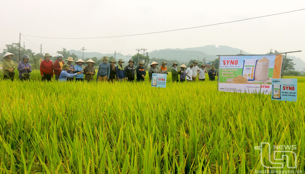 Tại các vùng sản xuất lúa tập trung trên địa bàn tỉnh, ngành Nông nghiệp khuyến khích các công ty, doanh nghiệp, đơn vị liên kết với nông dân gieo cấy các giống lúa lai, lúa thuần chất lượng cao.