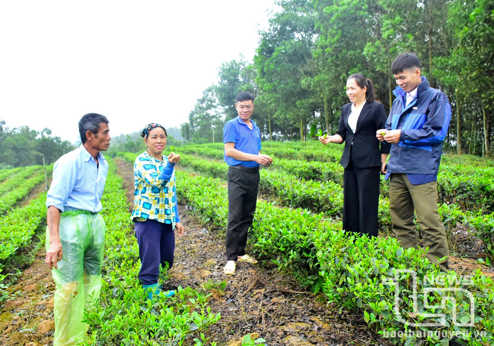 Gia đình bà Nguyễn Thị Thắng (đứng thứ hai từ trái sang), ở xóm Na Mấn, xã Phú Cường (Đại Từ), là một trong những hộ được hỗ trợ vốn từ Quỹ hỗ trợ nông dân và tập huấn kỹ thuật trồng, chăm sóc chè theo dự án Cải tạo, chăm sóc chè an toàn.