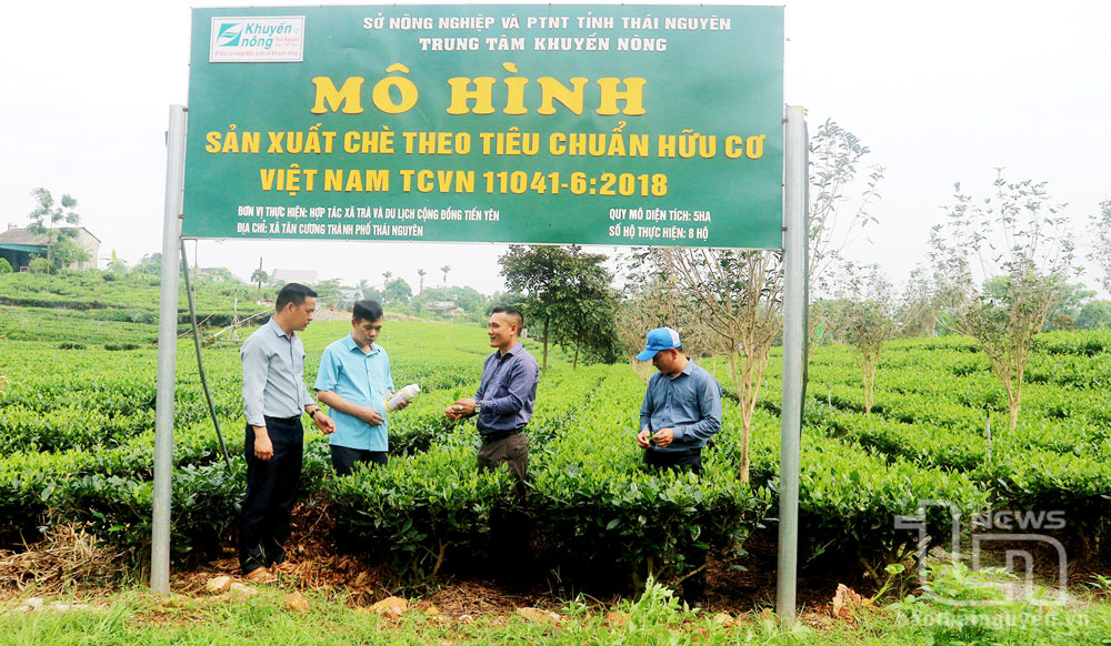 Mô hình sản xuất chè hữu cơ tại HTX trà và du lịch cộng đồng Tiến Yên, ở xã Tân Cương (TP. Thái Nguyên), do Trung tâm Khuyến nông tỉnh triển khai thu hút 8 hộ dân tham gia.