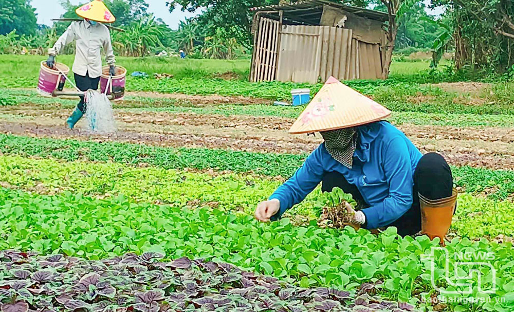 Bà con nông dân phường Túc Duyên bận rộn với công việc để sớm khôi phục sản xuất.