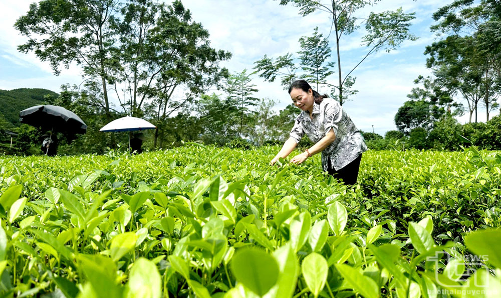 Gia đình chị Nguyễn Thị Thu, ở xóm Hồng Thái 2, xã Tân Cương (TP. Thái Nguyên), được vay vốn của Quỹ tín dụng nhân dân Tân Cương để đầu tư phát triển sản xuất, chế biến chè.