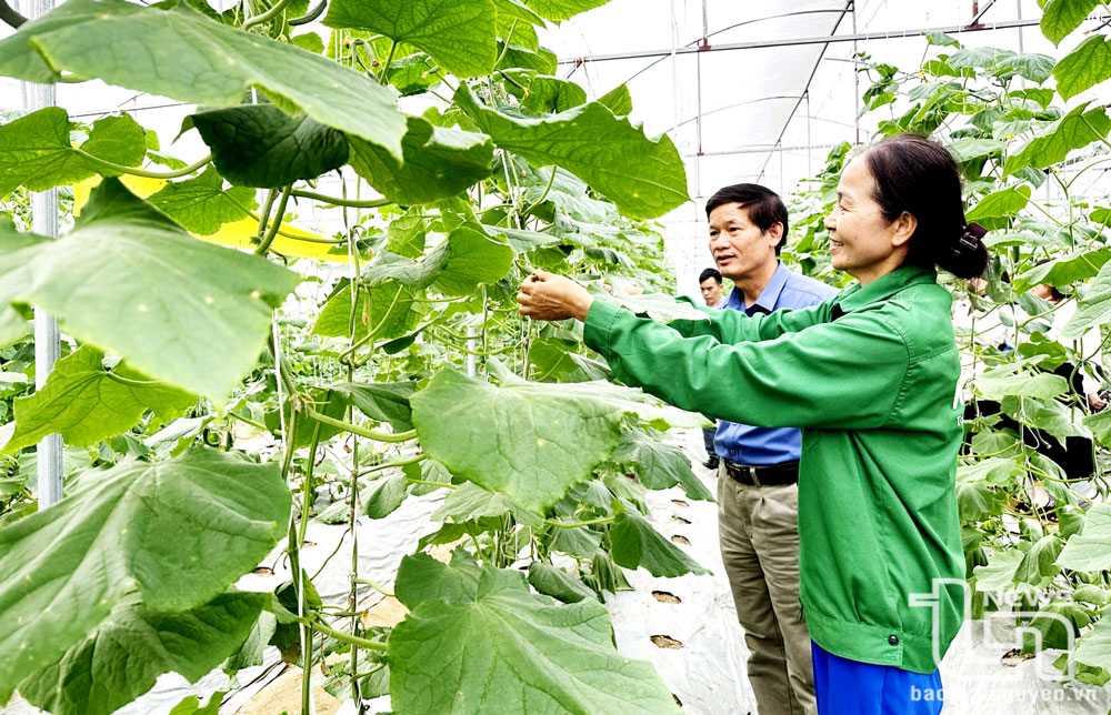 Mô hình trồng dưa an toàn trong nhà màng ở xóm Trúc, xã Bá Xuyên (TP. Sông Công) mang lại thu nhập trên 20 triệu đồng/tháng, góp phần cung cấp nông sản sạch ra thị trường. Ảnh: M.P