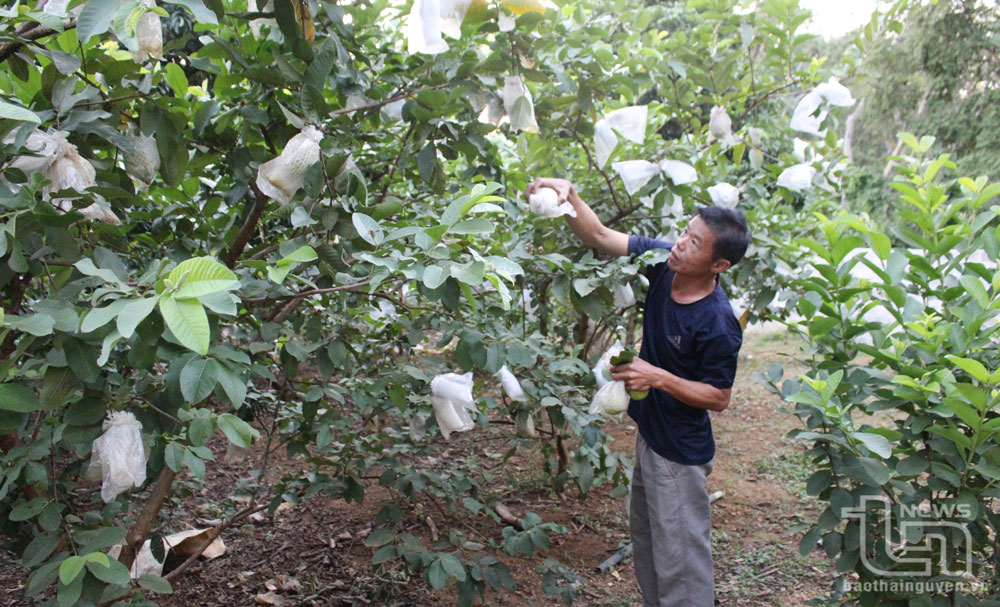 Năm nay, sản phẩm ổi của HTX ổi Linh Nham, xã Linh Sơn (TP. Thái Nguyên) đăng ký tham gia sản phẩm OCOP.