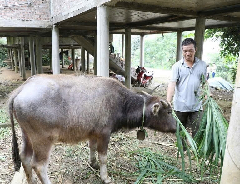 Anh Hoàng Văn Chung (xóm Tiến Bộ, xã Hợp Thành, huyện Phú Lương, tỉnh Thái Nguyên) được hỗ trợ 1 con trâu từ Chương trình MTQG về giảm nghèo bền vững. 