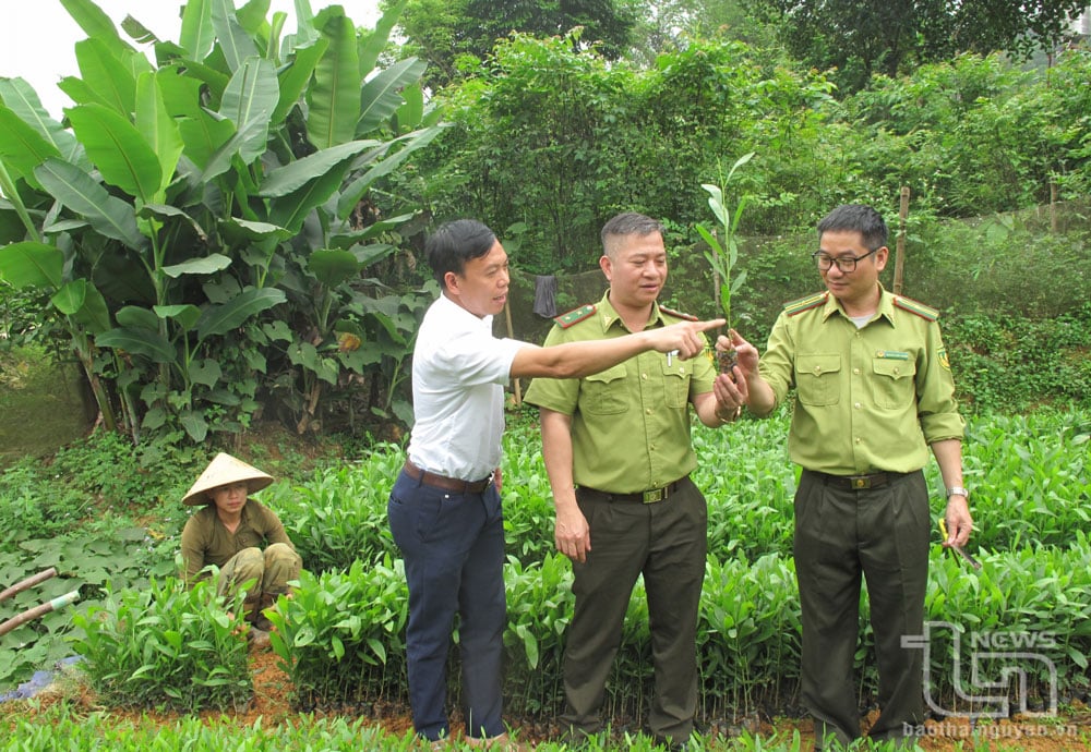 Cán bộ Hạt Kiểm lâm Phú Lương kiểm tra chất lượng giống cây lâm nghiệp tại vườn ươm trên địa bàn xã Yên Đổ.