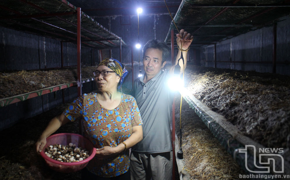 Gia đình ông Phạm Quang Ơn (ở tổ dân phố Làng Lường, thị trấn Đình Cả, Võ Nhai) thu hoạch nấm rơm theo đơn đặt hàng.