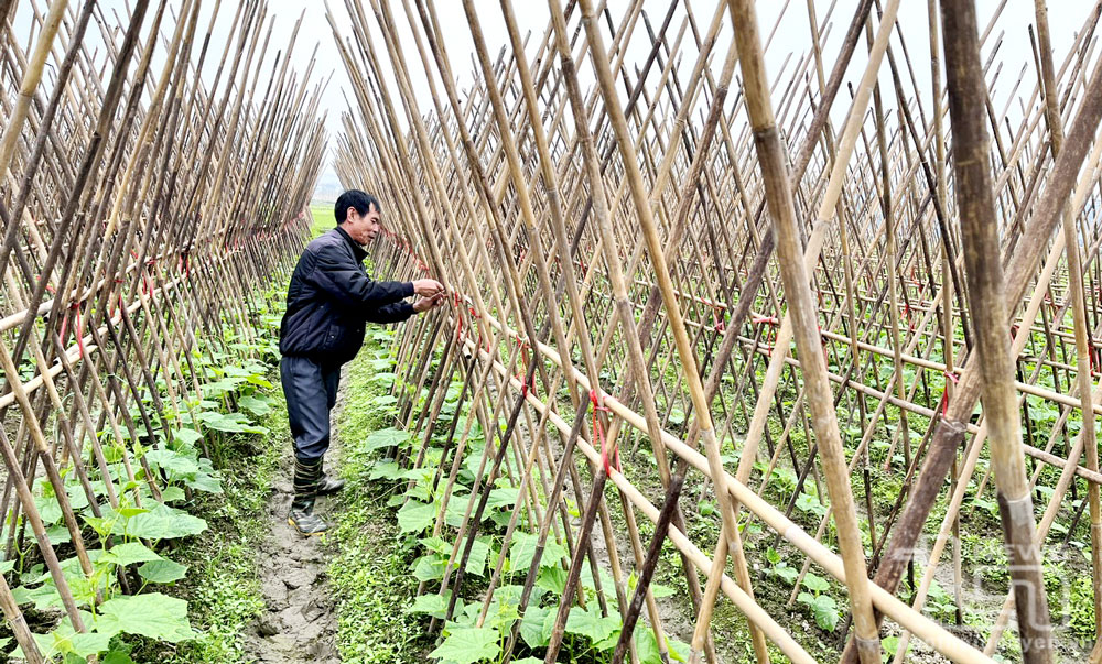 Bản Ngoại là một trong những xã đi đầu ở huyện Đại Từ trong việc chuyển đổi cơ cấu cây trồng. Trong ảnh: Người dân xóm Khâu Giang chăm sóc rau màu. Ảnh: T.H