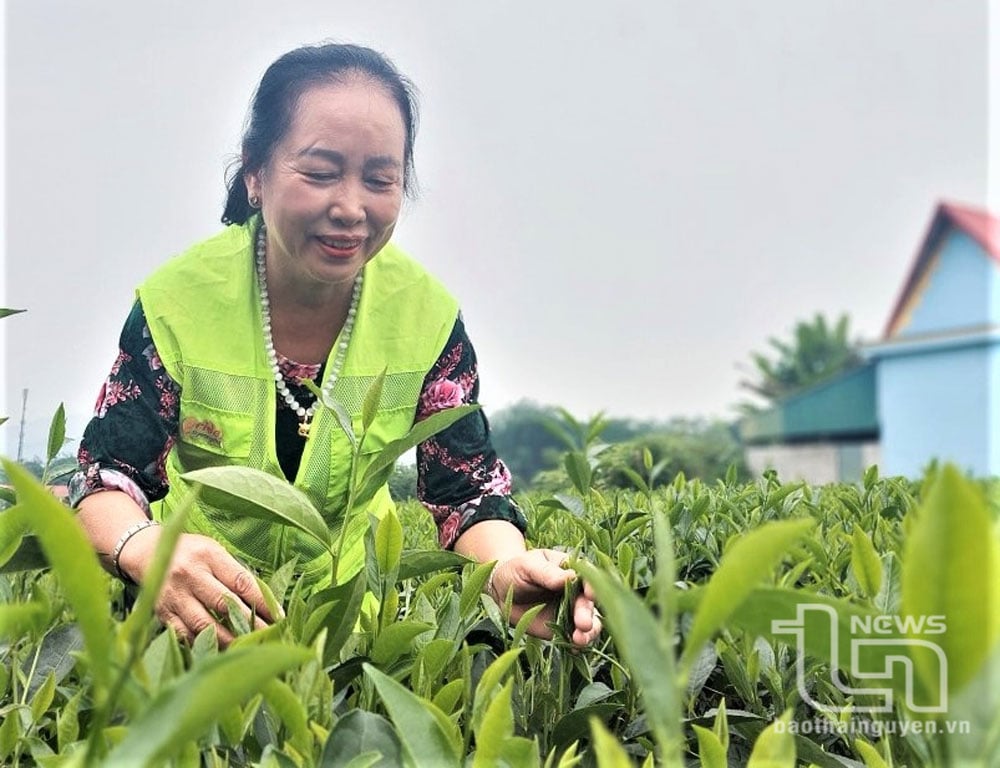 Bà Nguyễn Thị Hoàng, Chủ tịch Hội đồng quản trị, Giám đốc Hợp tác xã Nông nghiệp - Thương mại - Dịch vụ Saemaul Phú Nam 1, tự hào với sản phẩm chè an toàn của HTX.