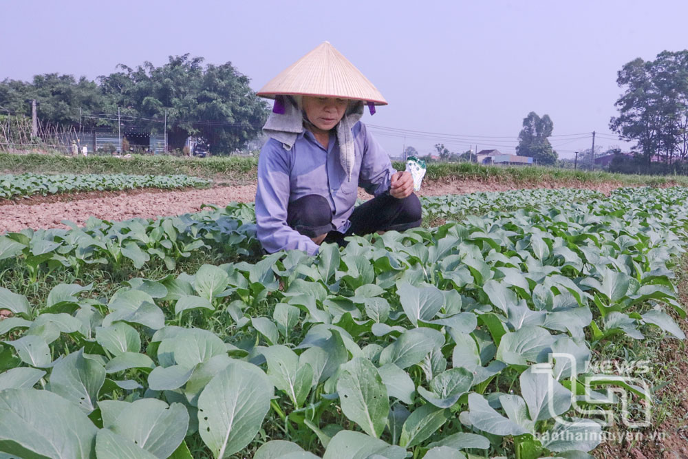 Ruộng cải ngọt của gia đình bà Hoàng Thị Tiến, ở xóm Náng, xã Nhã Lộng (Phú Bình) được trồng ngay sau mưa lũ, đã bắt đầu cho thu hoạch.