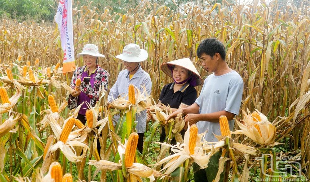 Giống ngô lai NK7328 đã bén rễ, cho năng suất cao tại xã Động Đạt (Phú Lương).