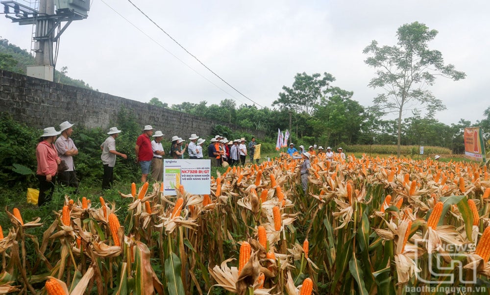 Các đại biểu tham quan, đánh giá mô hình trồng giống ngô lai mới tại xã Động Đạt (Phú Lương). Ảnh: T.L