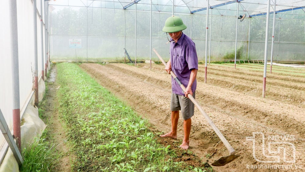 Thành viên Hợp tác xã Bình Minh, xã Nhã Lộng (Phú Bình), chủ động sản xuất rau xanh theo quy trình VietGAP, đáp ứng nhu cầu người tiêu dùng.