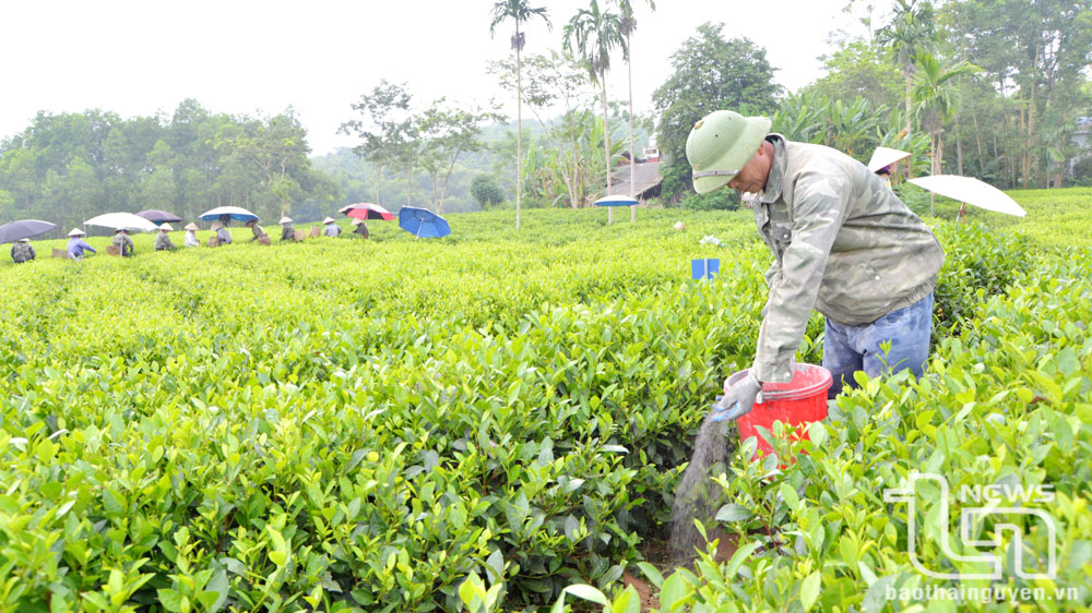 Phát triển Nông nghiệp xanh kết hợp làm du lịch ở Thái Nguyên - Hướng đi bền vững cho tương lai- Ảnh 2.