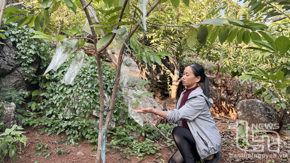 Gia đình chị Đàm Phương Thảo, xóm Mỏ Gà, xã Phú Thượng (Võ Nhai) là hộ dân đầu tiên trồng na dứa Đài Loan trên đất quê hương.