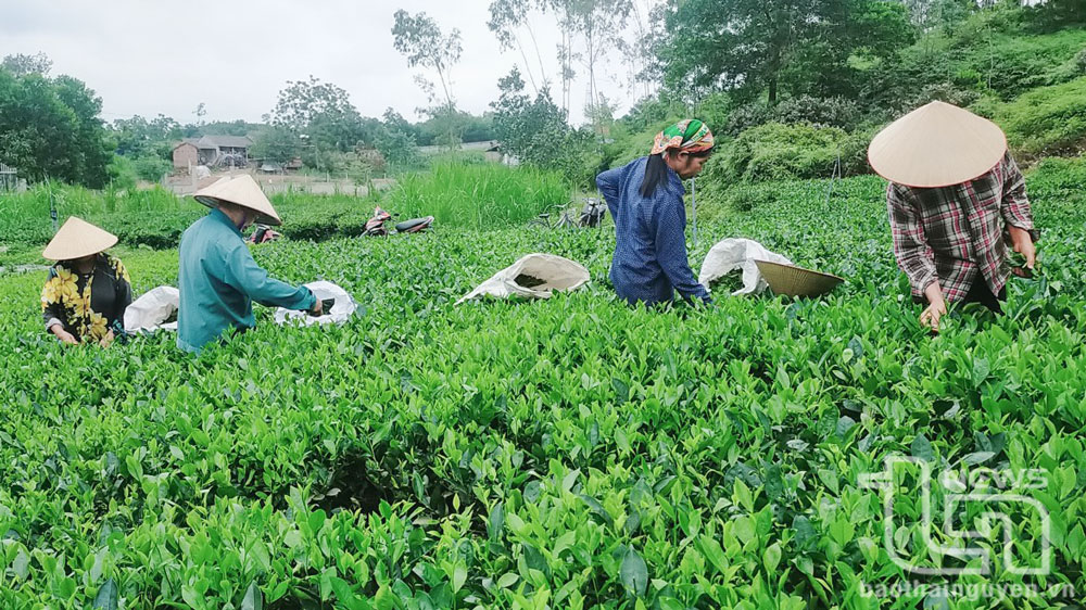 Đẩy mạnh quản lý an toàn thực phẩm sẽ nâng cao nhận thức của người dân trong việc sản xuất chè - cây trồng chủ lực của Thái Nguyên, đảm bảo sạch từ đầu vào đến đầu ra của sản phẩm.