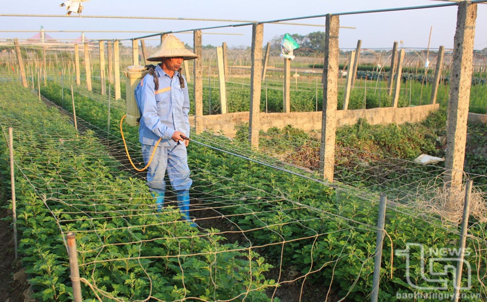 Người dân ở tổ 14, phường Túc Duyên (TP. Thái Nguyên), phun thuốc chống nấm gốc cho hoa cúc.