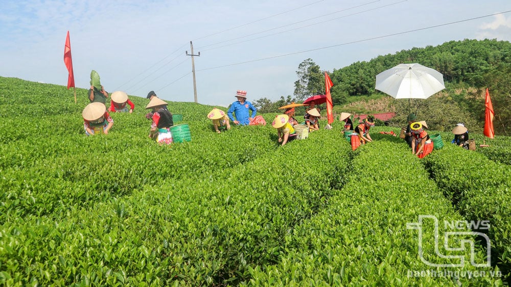 Người dân thị trấn Sông Cầu (Đồng Hỷ) sử dụng phân bón hữu cơ trong thâm canh chè.