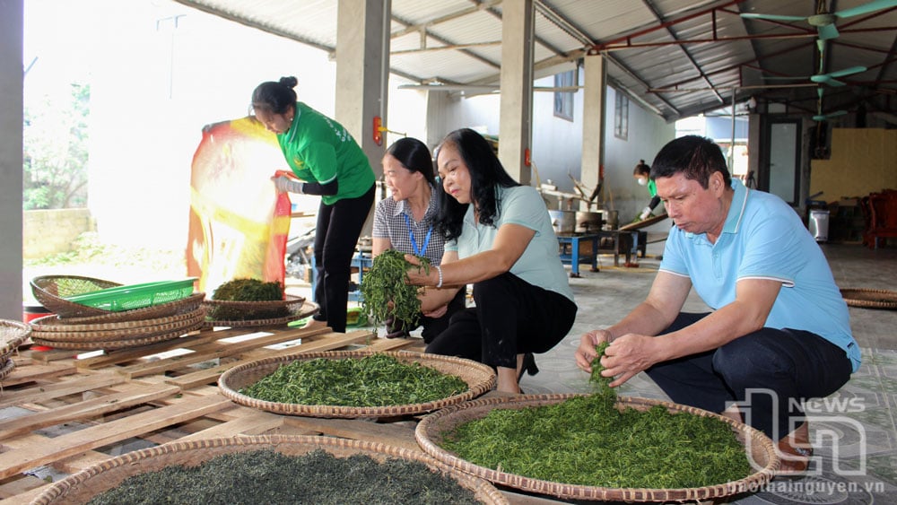 Hợp tác xã chè sạch Tuyết Thơm, ở xóm Lầy 5, xã Minh Đức (TP. Phổ Yên) đã liên kết với 23 hộ dân để sản xuất 8,6ha chè theo hướng hữu, mang lại hiệu quả kinh tế.