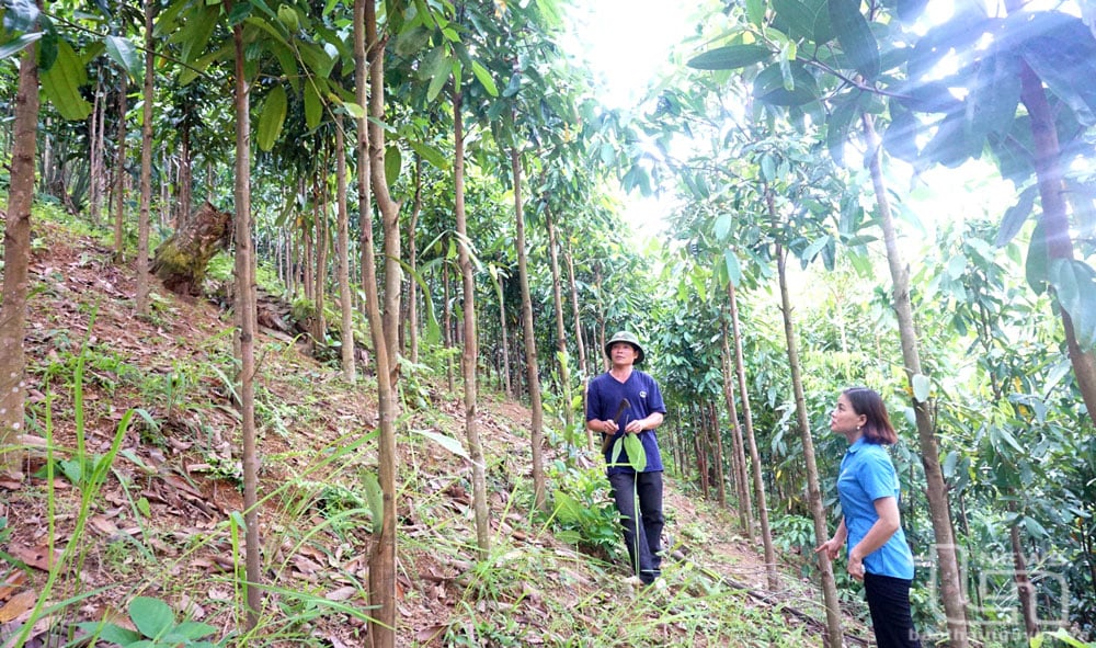 Cây quế là một trong những loại cây chủ lực để phát triển kinh tế rừng ở huyện Định Hóa. Trong ảnh: Người dân xóm Đồng Đình, xã Kim Phượng, kiểm tra rừng quế. Ảnh: T.L