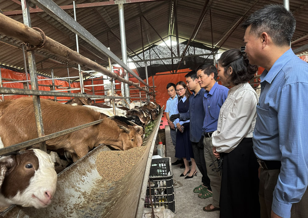 Mô hình chăn nuôi dê thương phẩm của gia đình chị Trần Thị Thương (xóm Chúc, xã Bá Xuyên, TP. Sông Công) được nhiều người tới học hỏi kinh nghiệm.