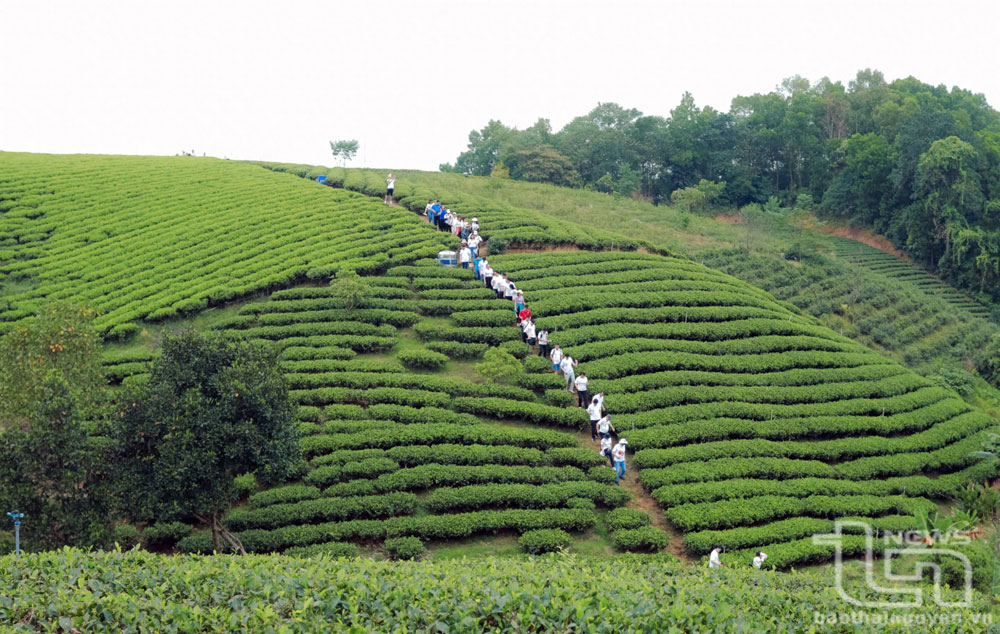 Du khách tham quan, trải nghiệm đồi chè ở xã Hoàng Nông (Đại Từ).