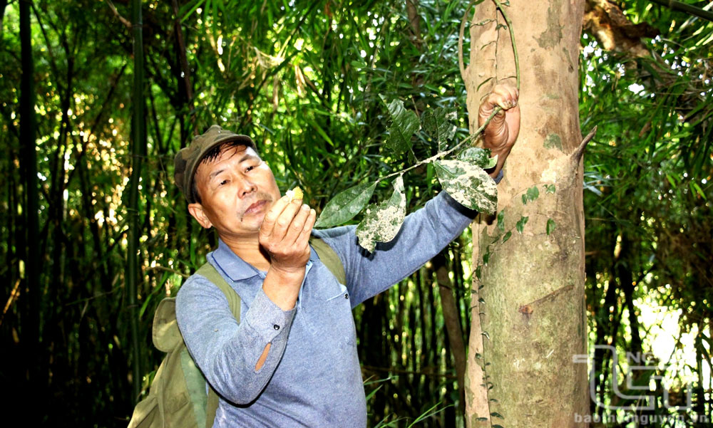 Ông Nguyễn Văn Thụy, ở xóm Lưu Quang 5, xã Minh Tiến (Đại Từ), bên cây chè cổ ước hàng trăm năm tuổi trên núi Bóng. Ảnh: Q.T