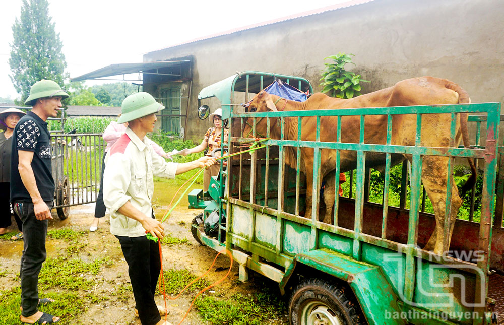 Việc lai tạo giống bò địa phương với giống bò 3B đang được ngành chuyên môn và các huyện, thành phố trong tỉnh quan tâm triển khai thực hiện.